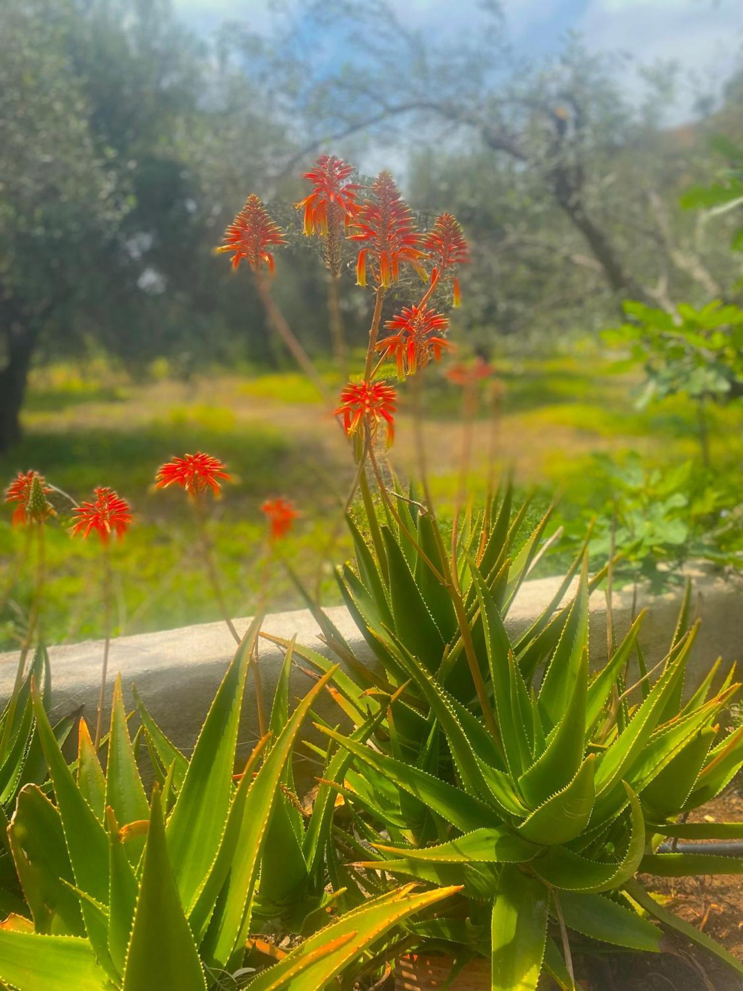 Makrýgialos Natura Cottages المظهر الخارجي الصورة